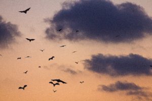 chauve-souris-ceile-orangé-violet