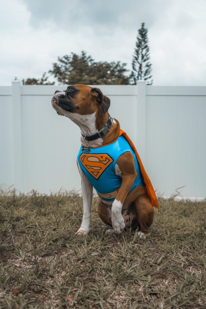 Superman-chien