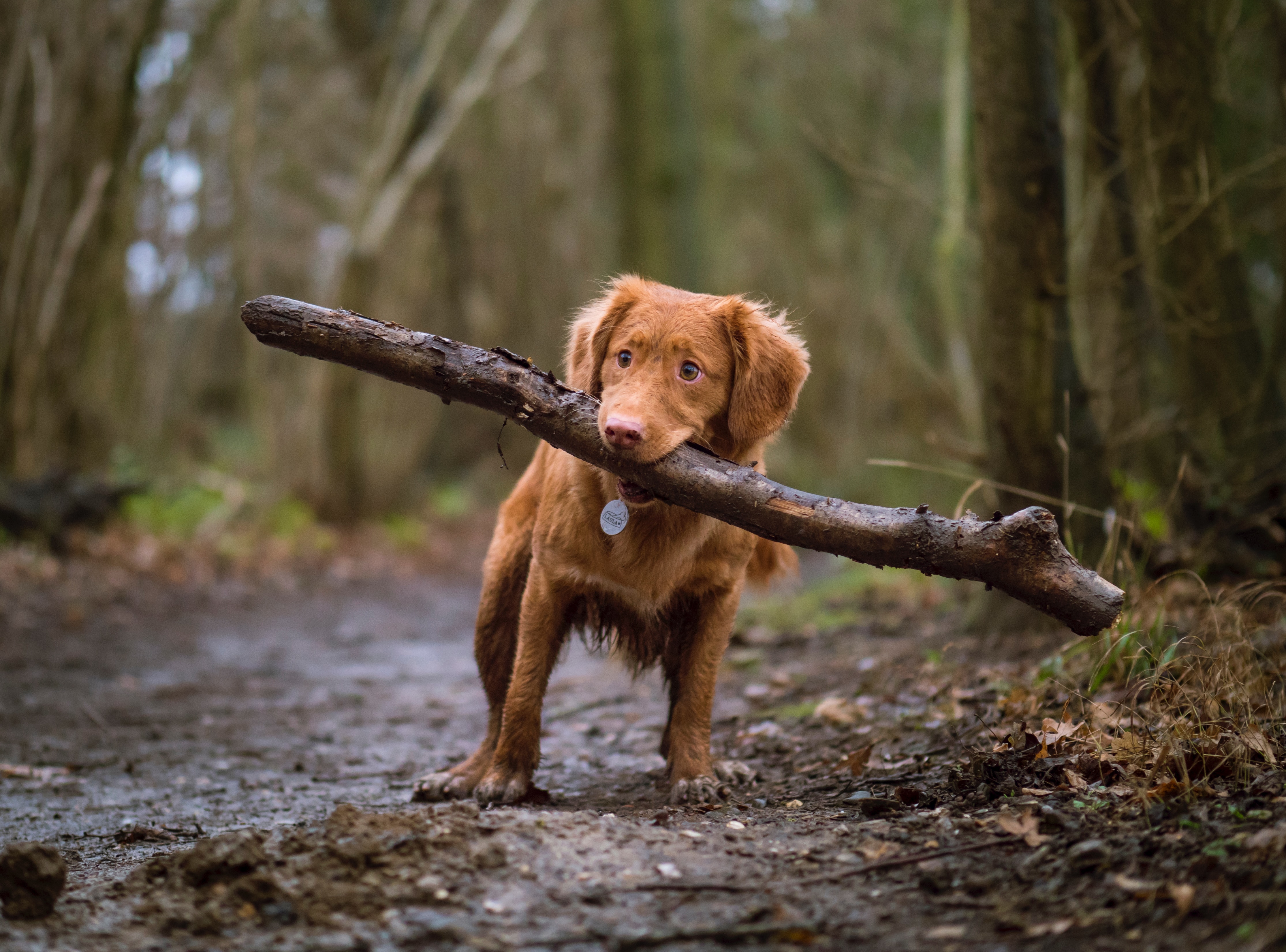 Chien-gros-bout-de-bois