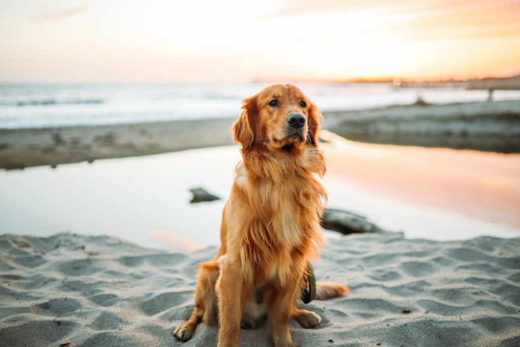 Chien-sir-la-plage