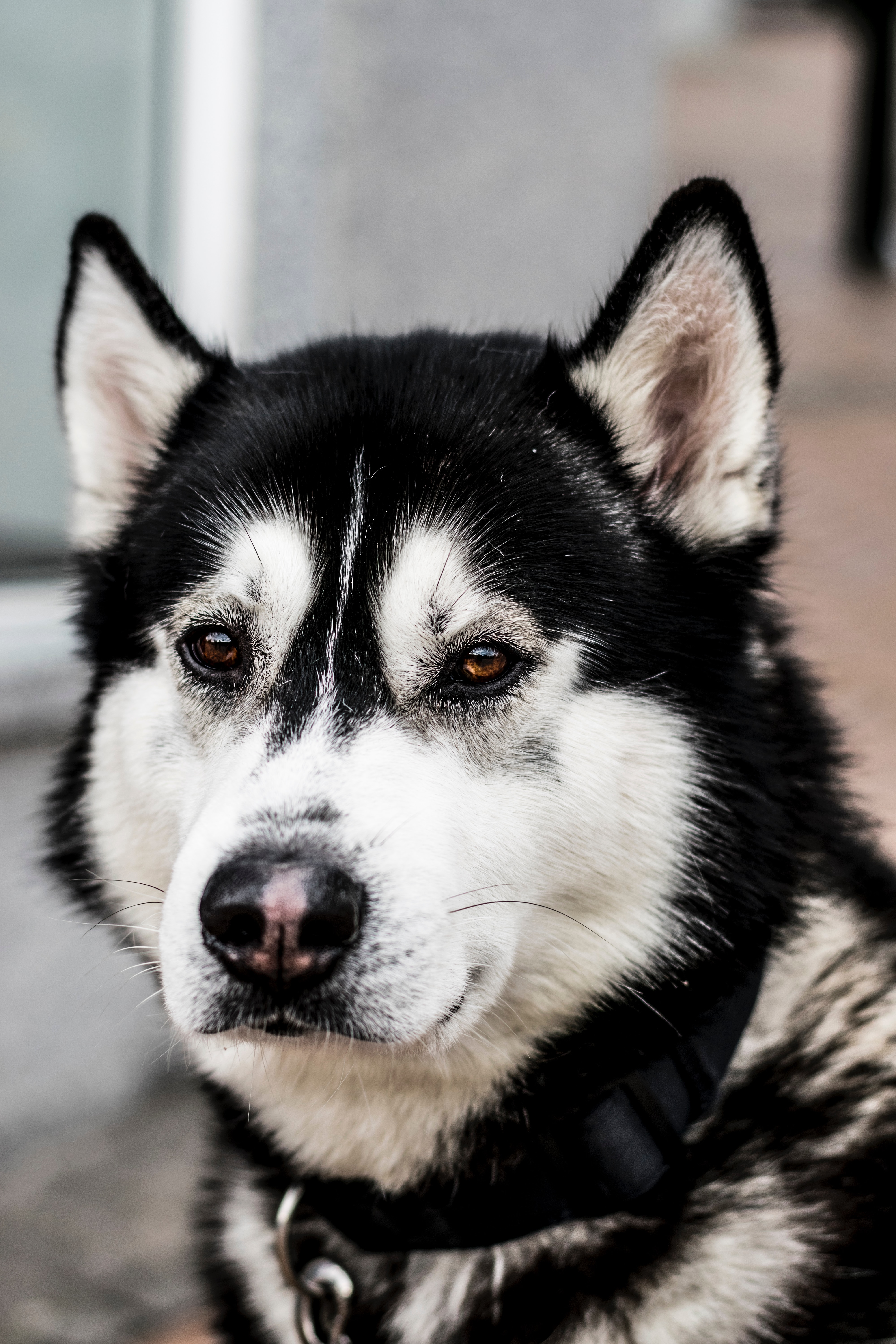 Chien-loup-menacant