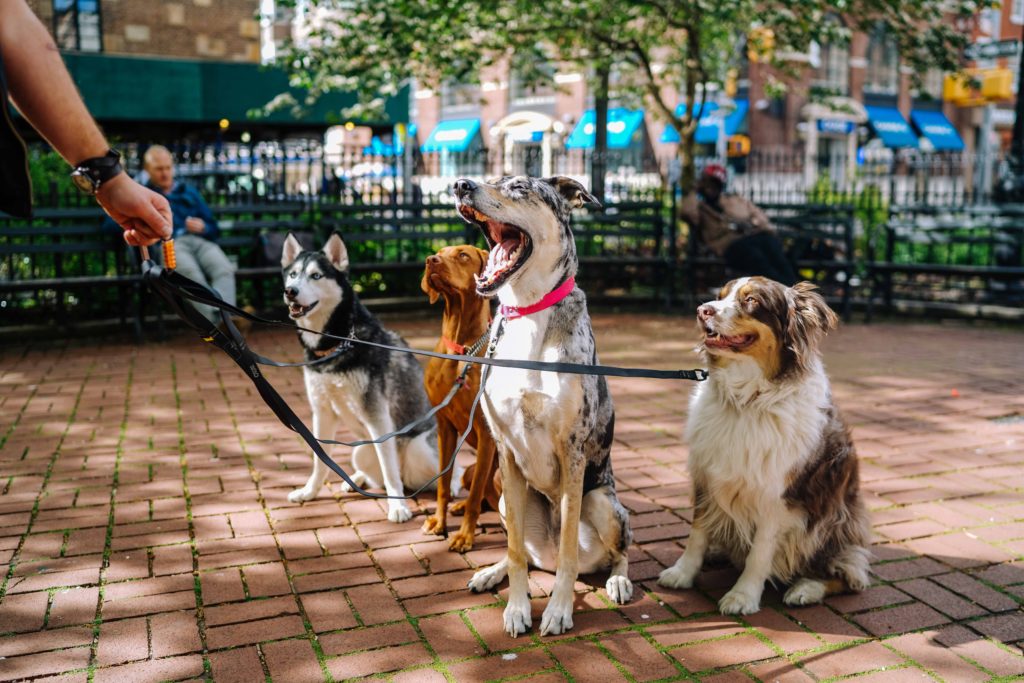 Groupe-de-chiens