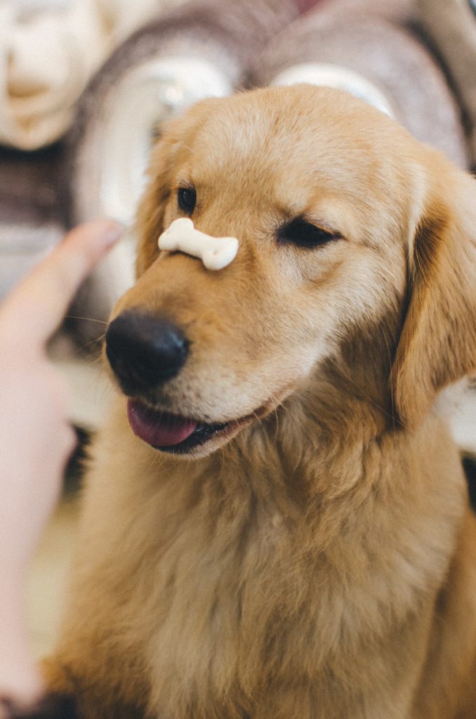 Chien-croquette-sur-la-truffe